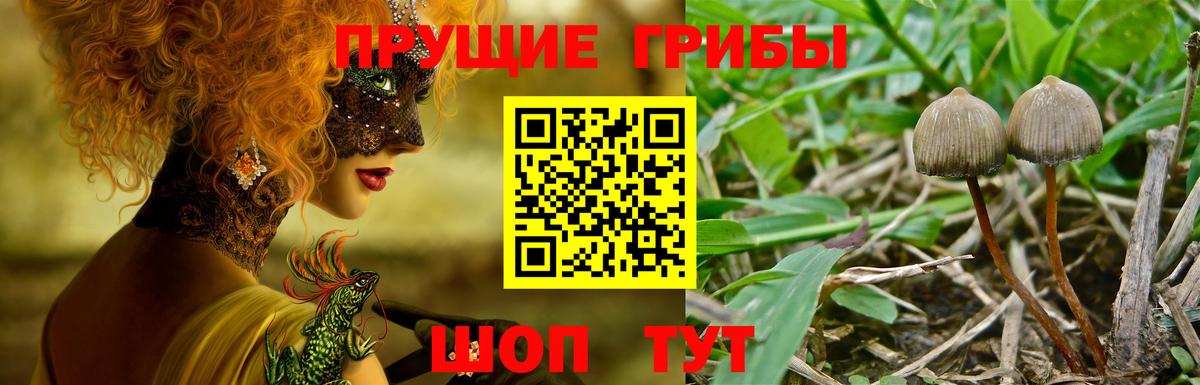 Ялуторовск  Псилоцибиновые грибы MAGIC MUSHROOMS  Вход с VPN 